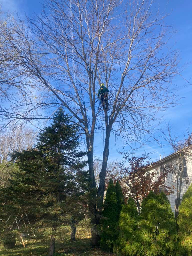 Tree Care — Aerial Trimming